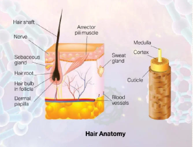 hair anatomy